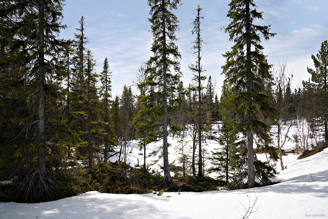Trillevallen – bild 8