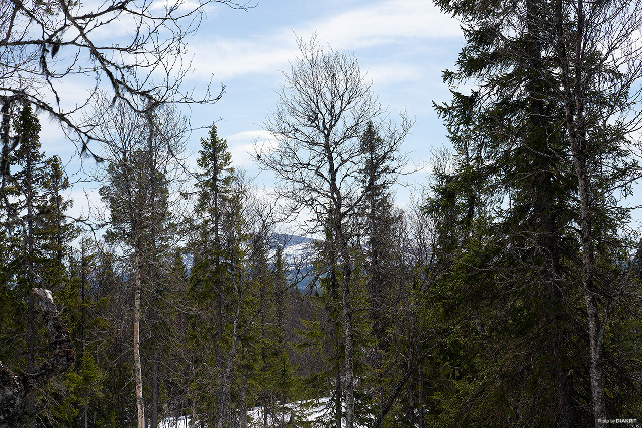 Trillevallen – bild 6