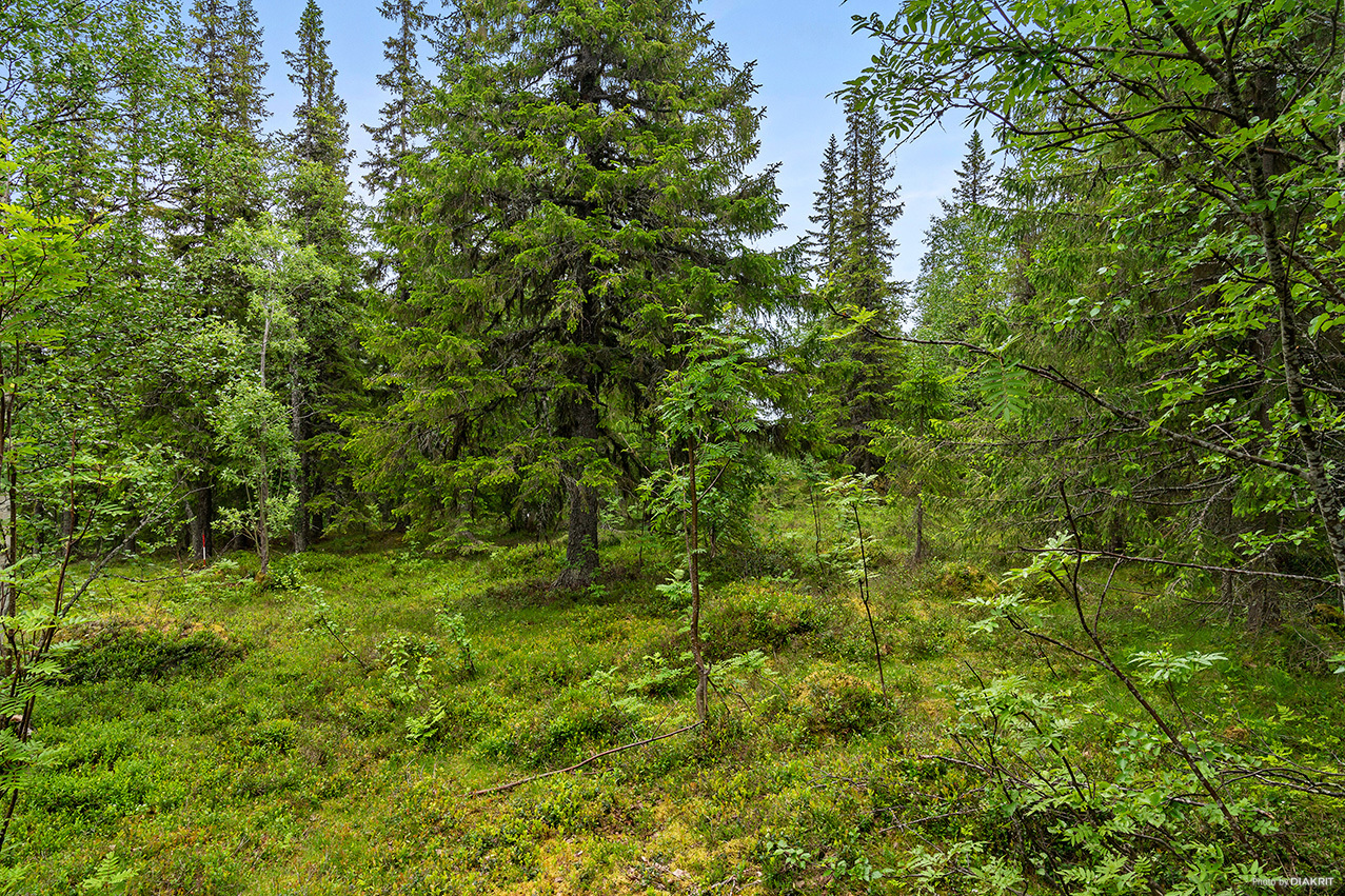 ARVESUND 2:146 – bild 4
