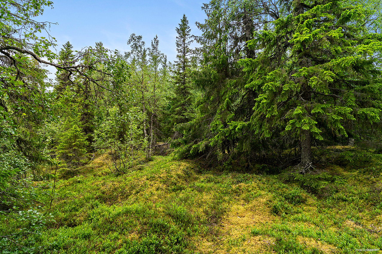 ARVESUND 2:146 – bild 7