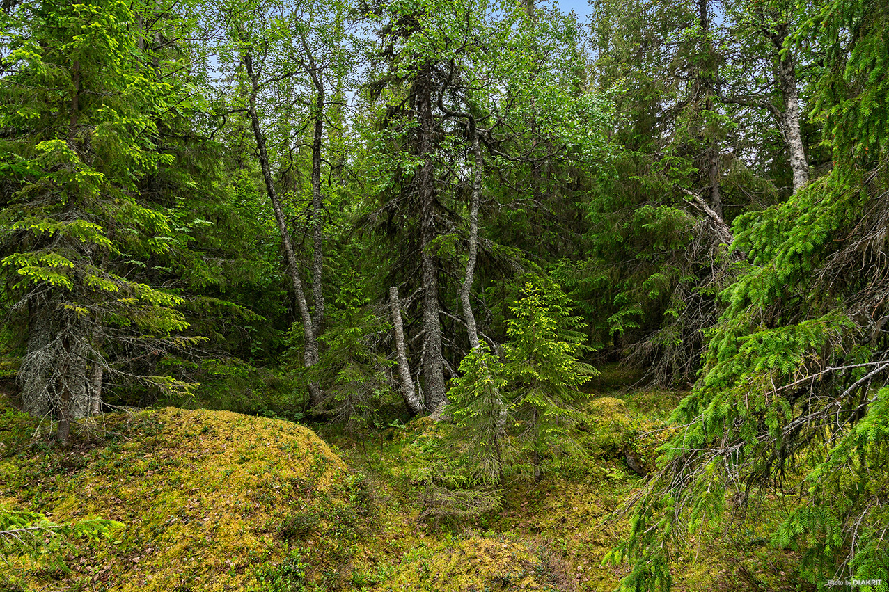 ARVESUND 2:146 – bild 6