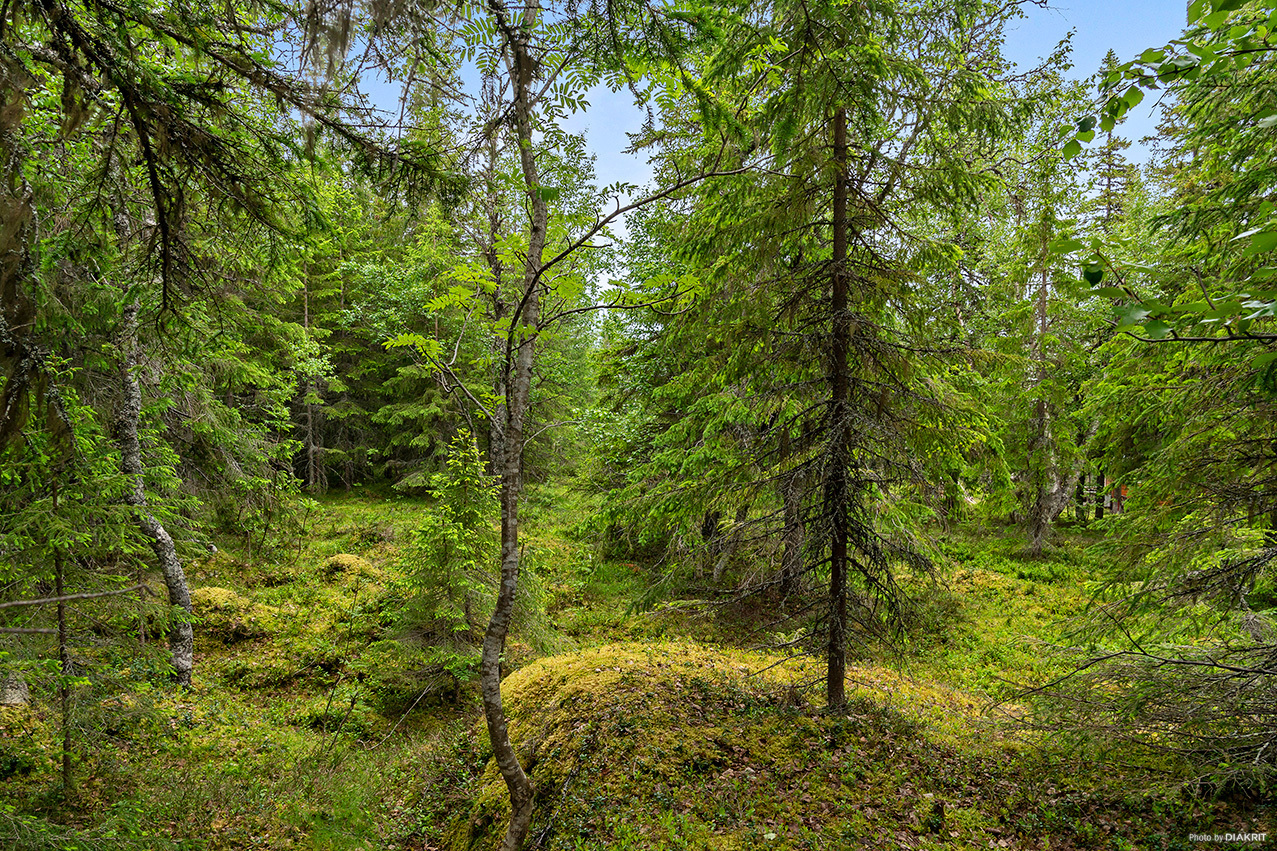 ARVESUND 2:146 – bild 8