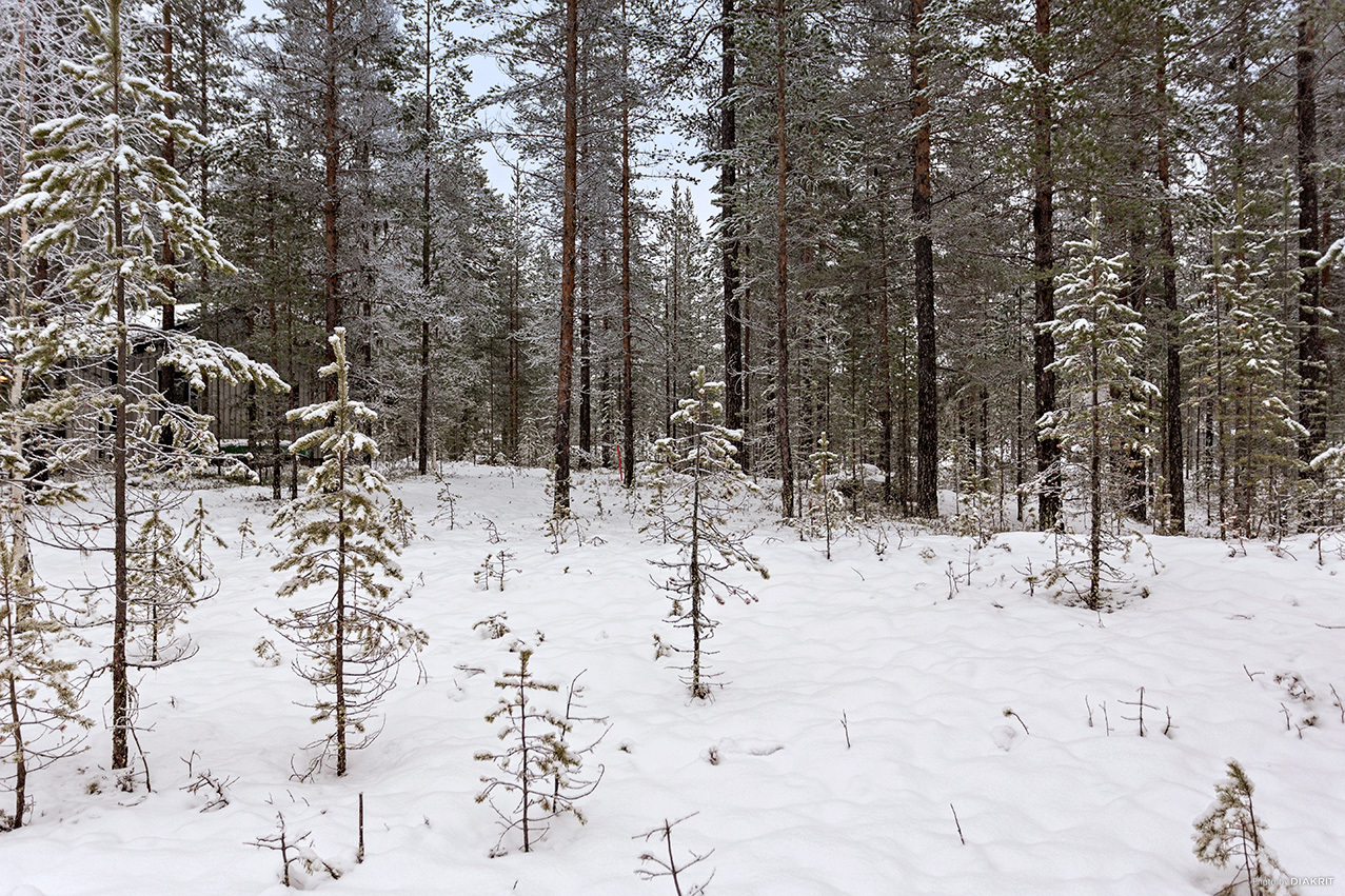 HEDEN 1:63 – bild 3