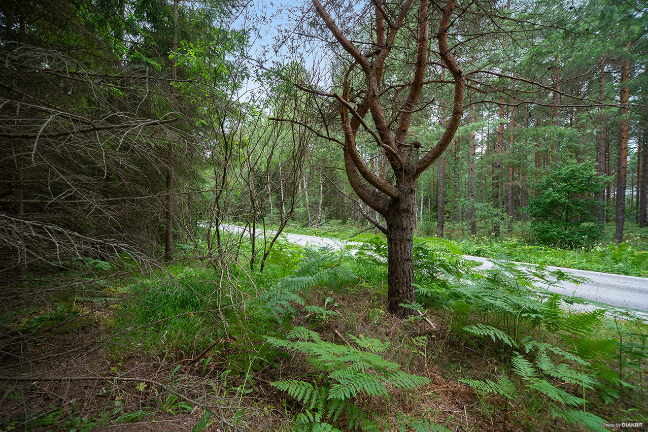EKSTA HÄGUR 1:20 – bild 8