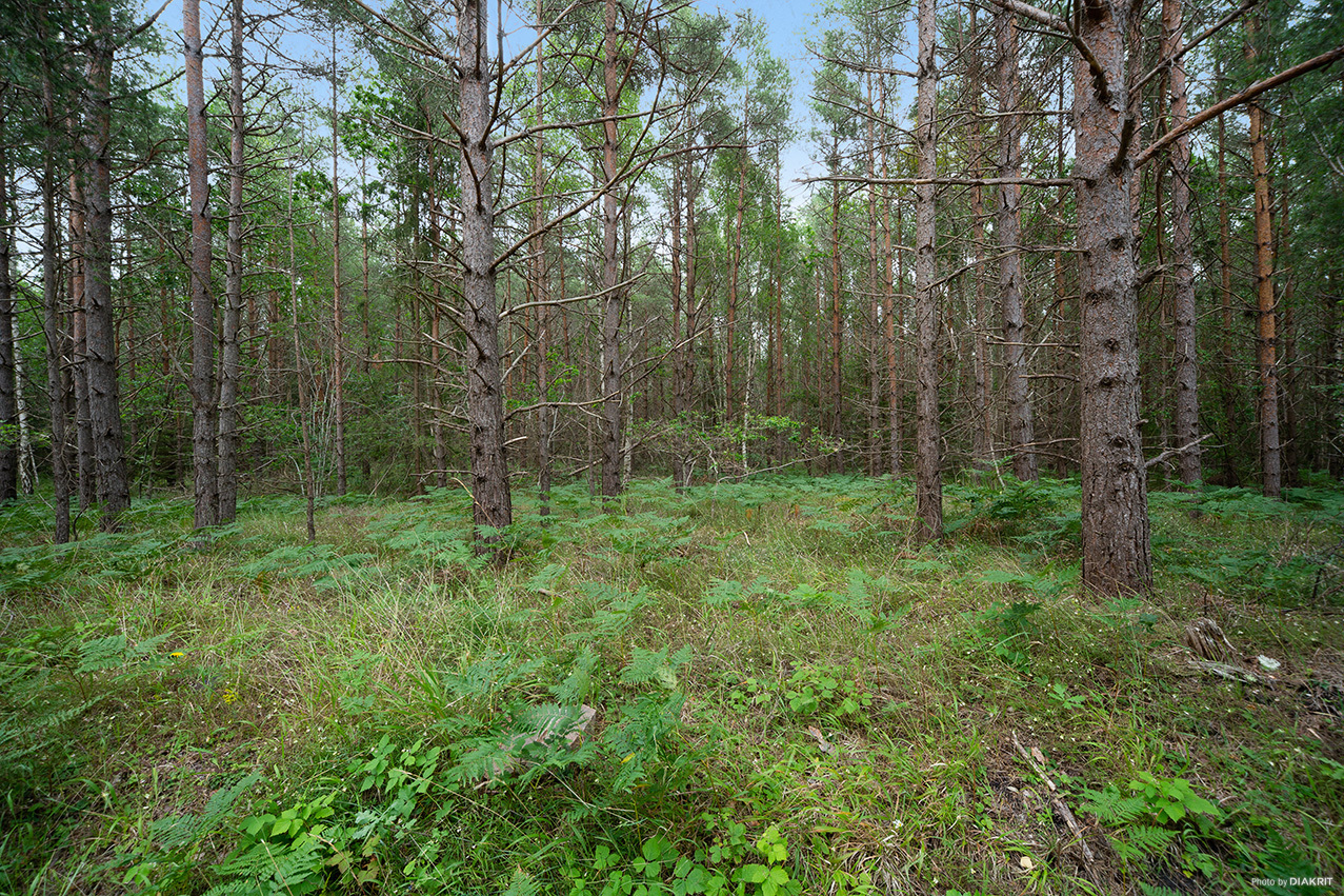 EKSTA HÄGUR 1:20 – bild 3