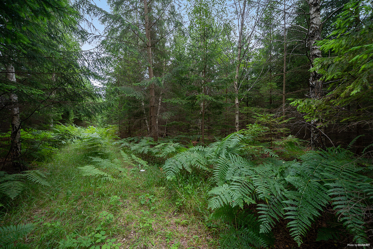 EKSTA HÄGUR 1:20 – bild 4