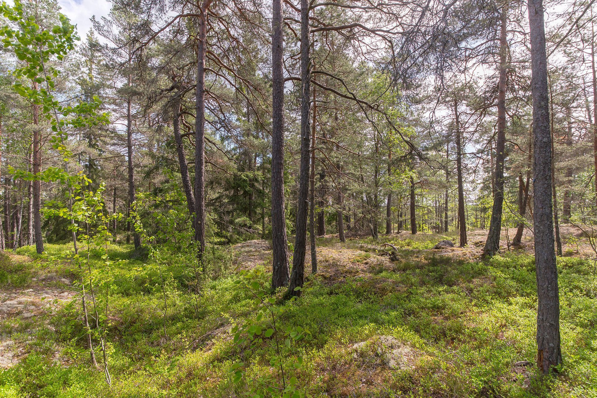 Vikingastigen 5 – bild 5