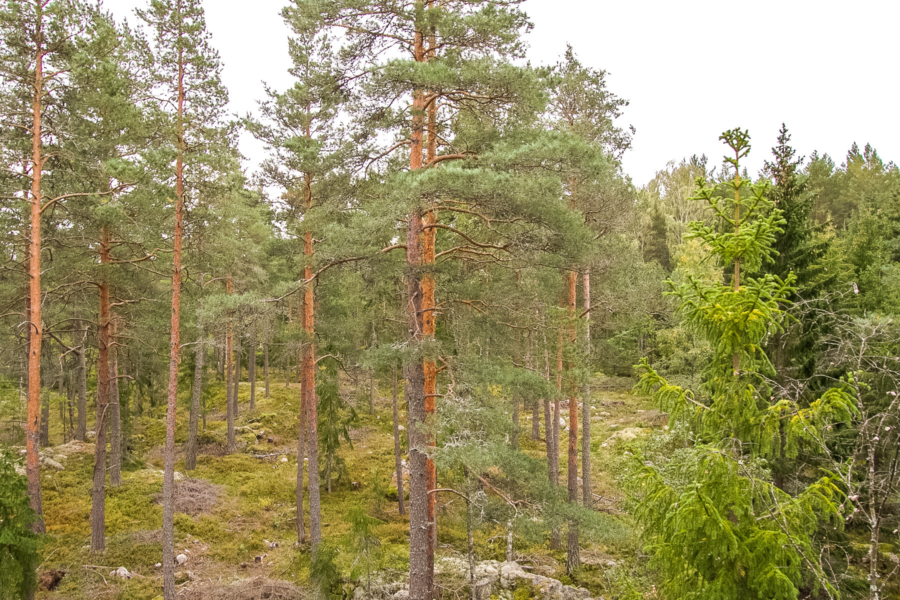 Hampetorp 1:29 – bild 4