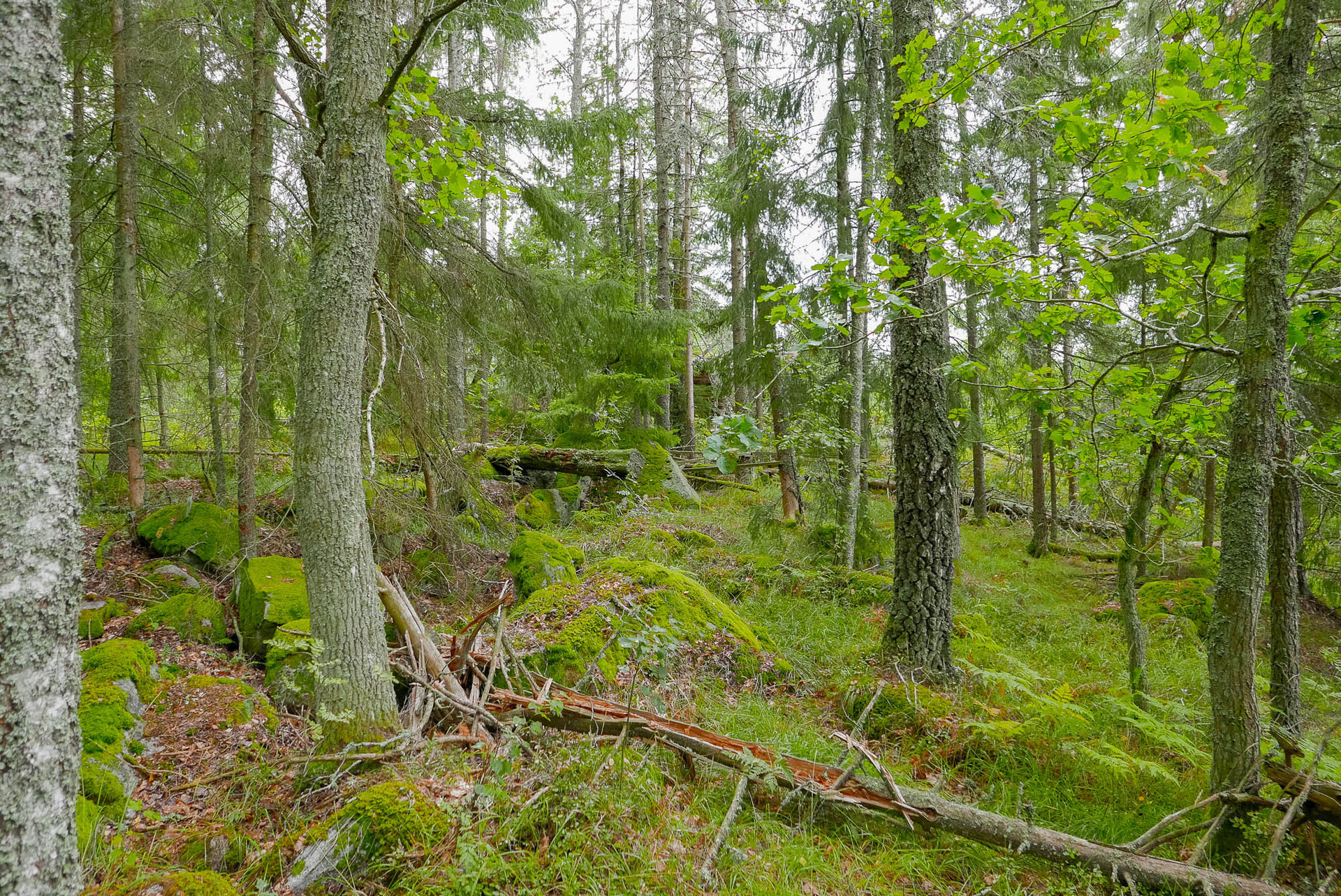 Rosenlund – bild 4
