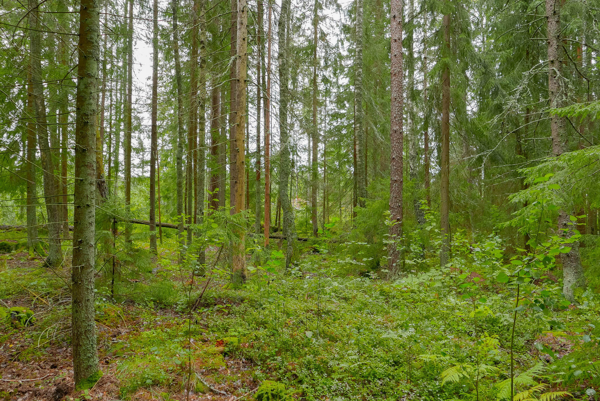 Rosenlund – bild 6