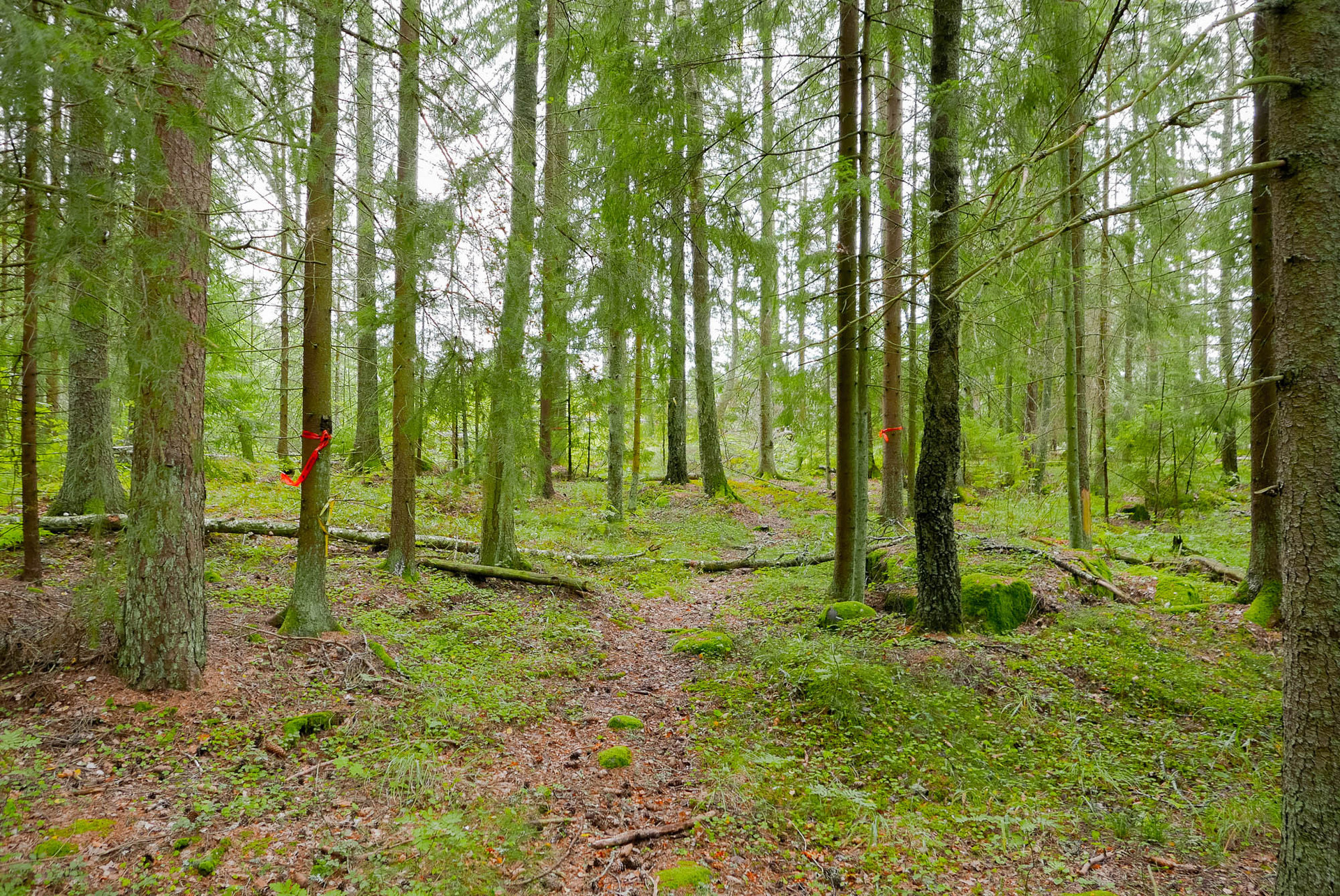 Rosenlund – bild 5