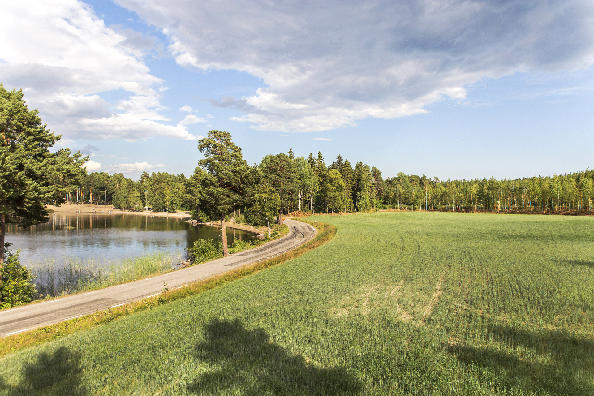 Blodmyra – bild 4