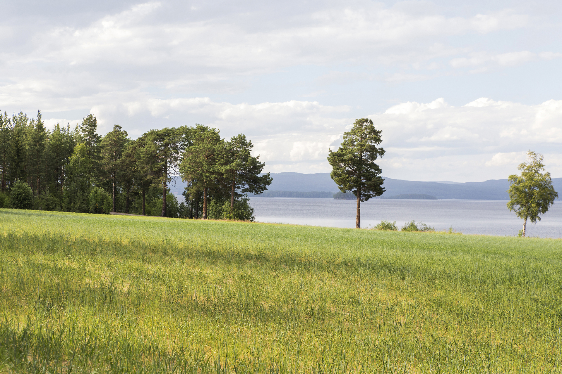Blodmyra – bild 3