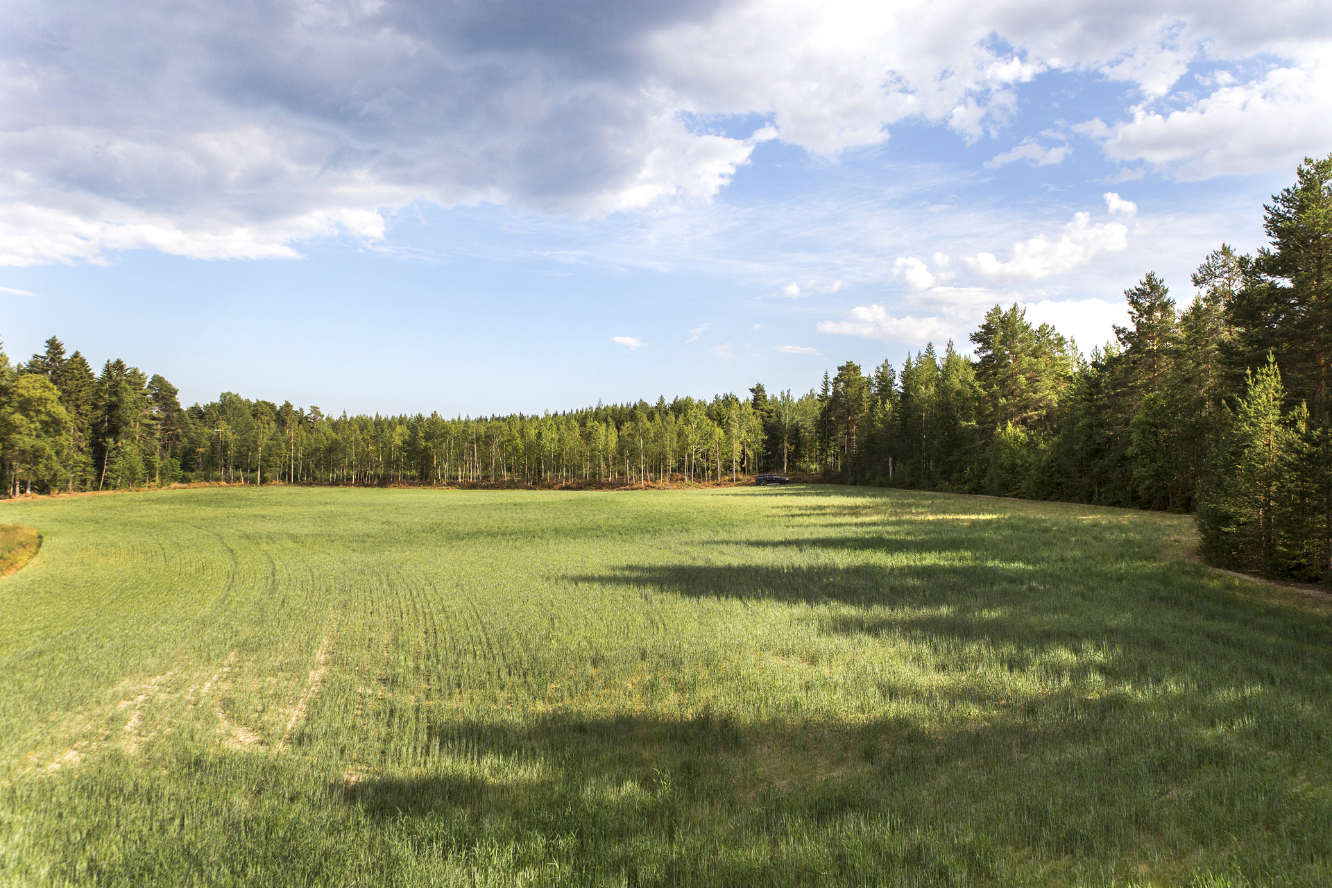 Blodmyra – bild 6