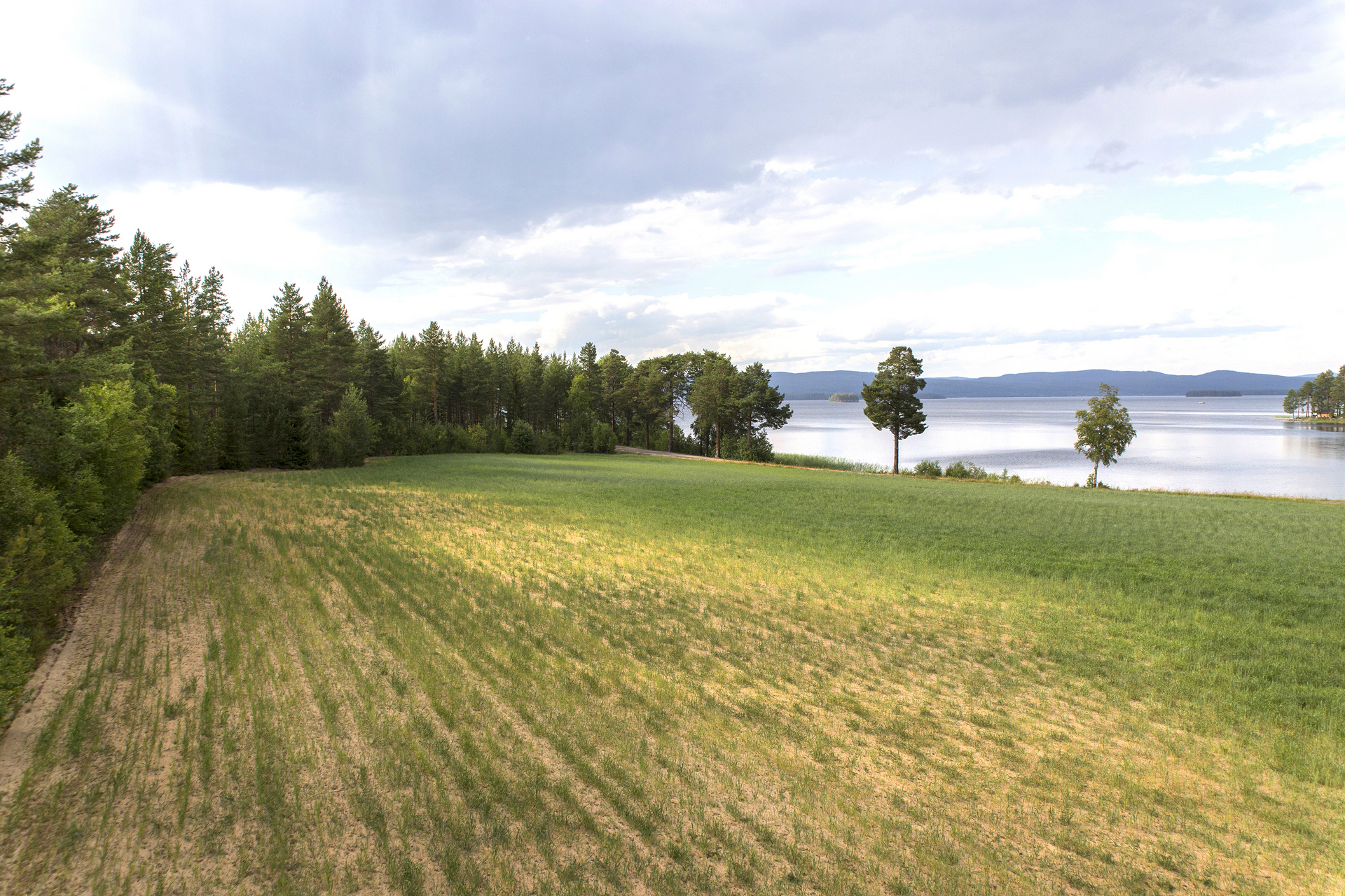 Blodmyra – bild 5