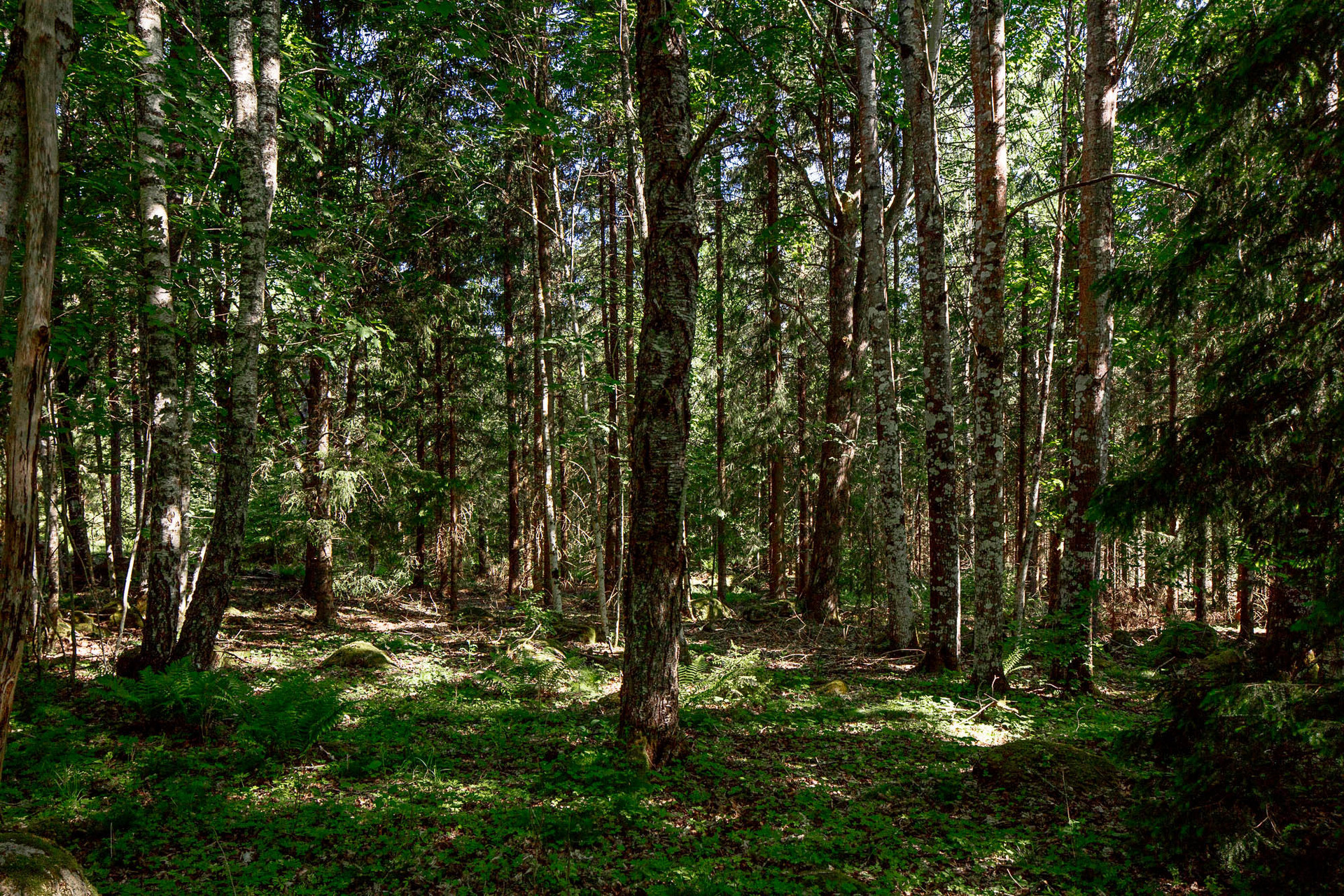 Lundboholm Blankebo 1 – bild 8