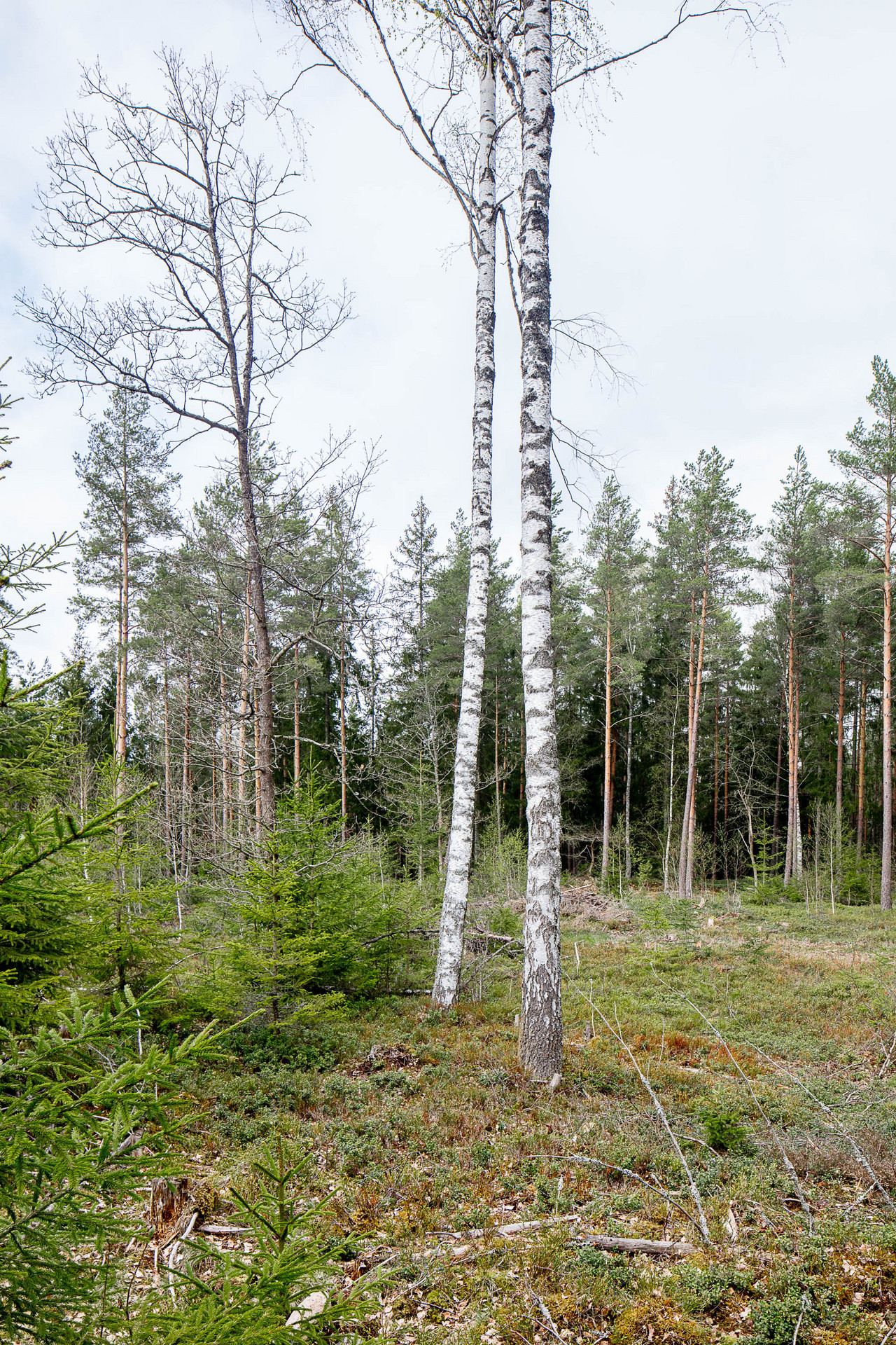 Tegnaby Björklyckan 1 – bild 3