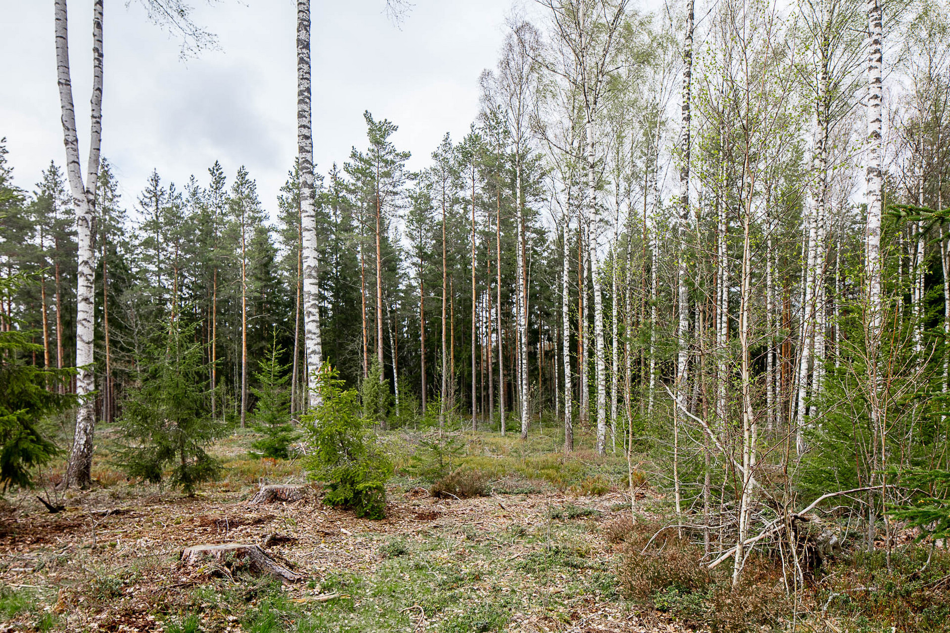 Tegnaby Björklyckan 1 – bild 7
