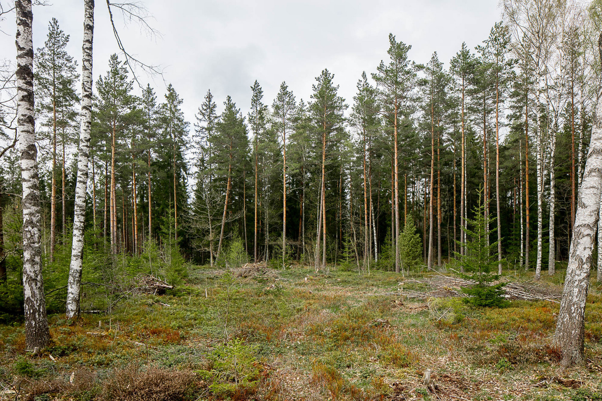 Tegnaby Björklyckan 1 – bild 6