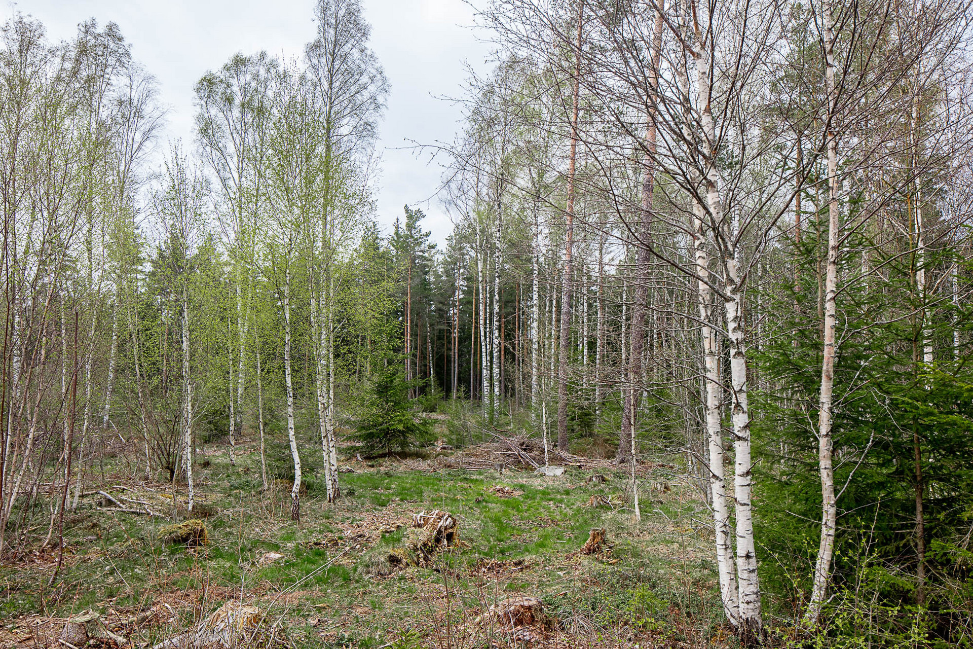 Tegnaby Björklyckan 1 – bild 4