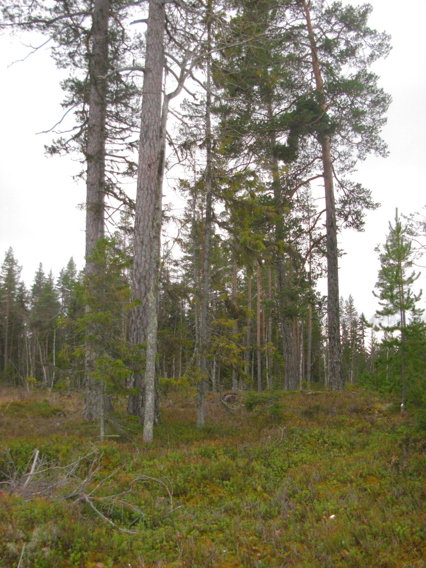 Gårdnäs – bild 6