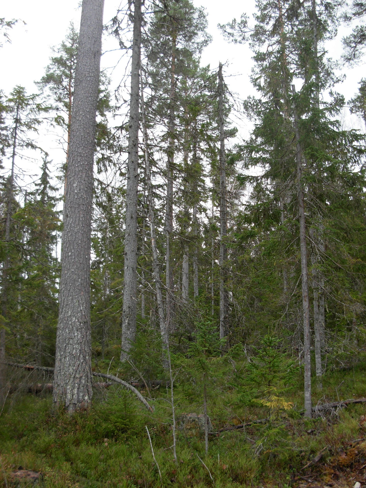 Gårdnäs – bild 4