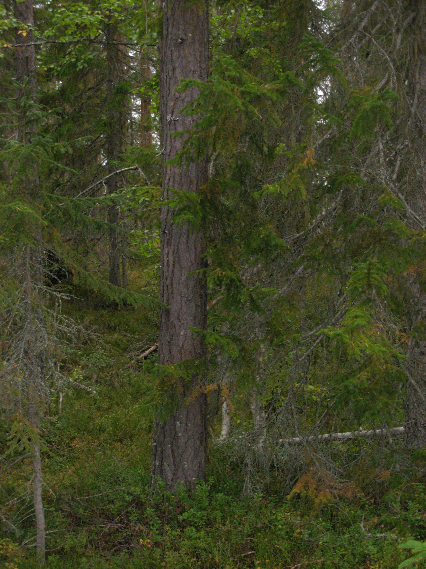 Gårdnäs – bild 5