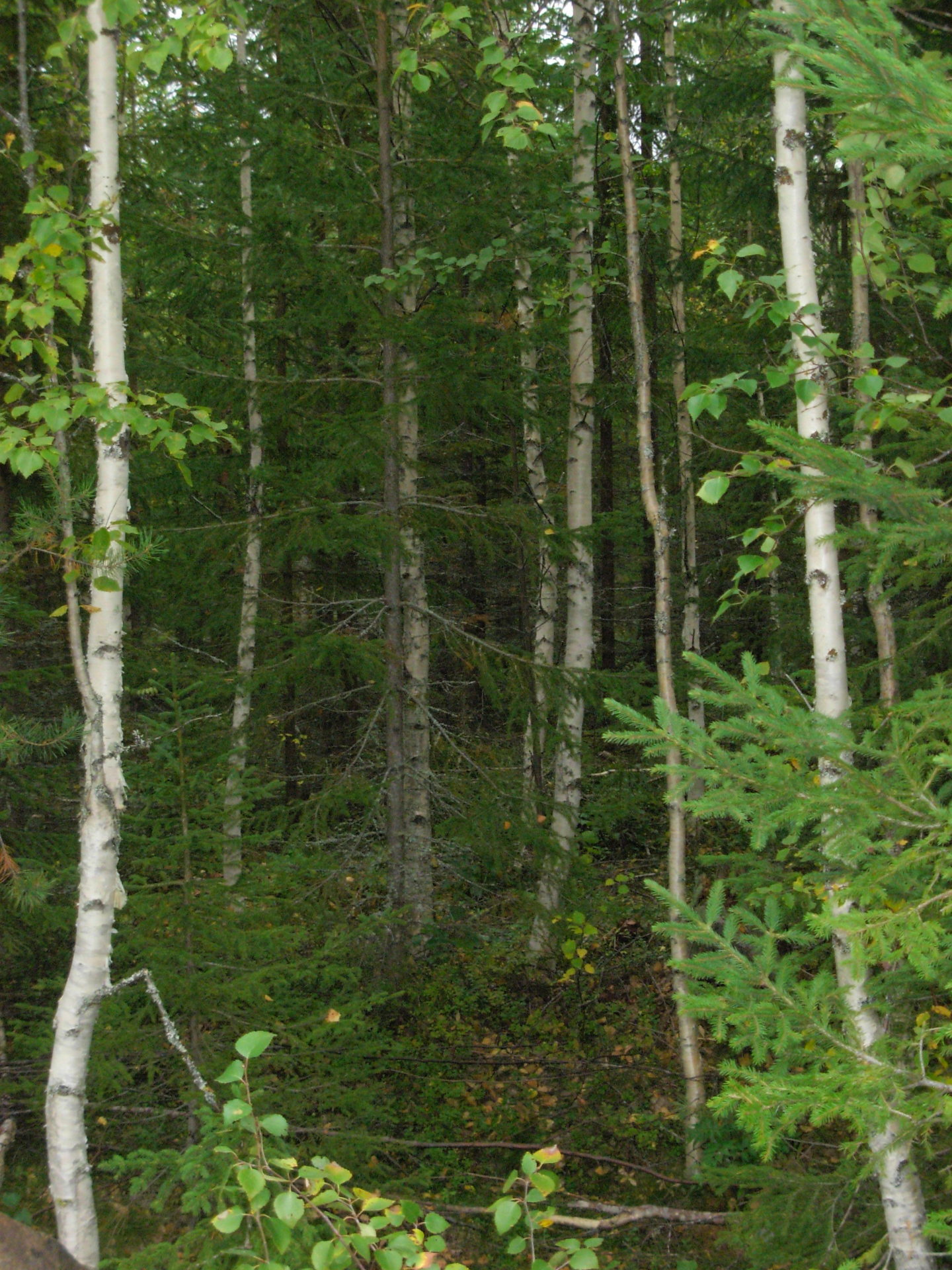 Gårdnäs – bild 3