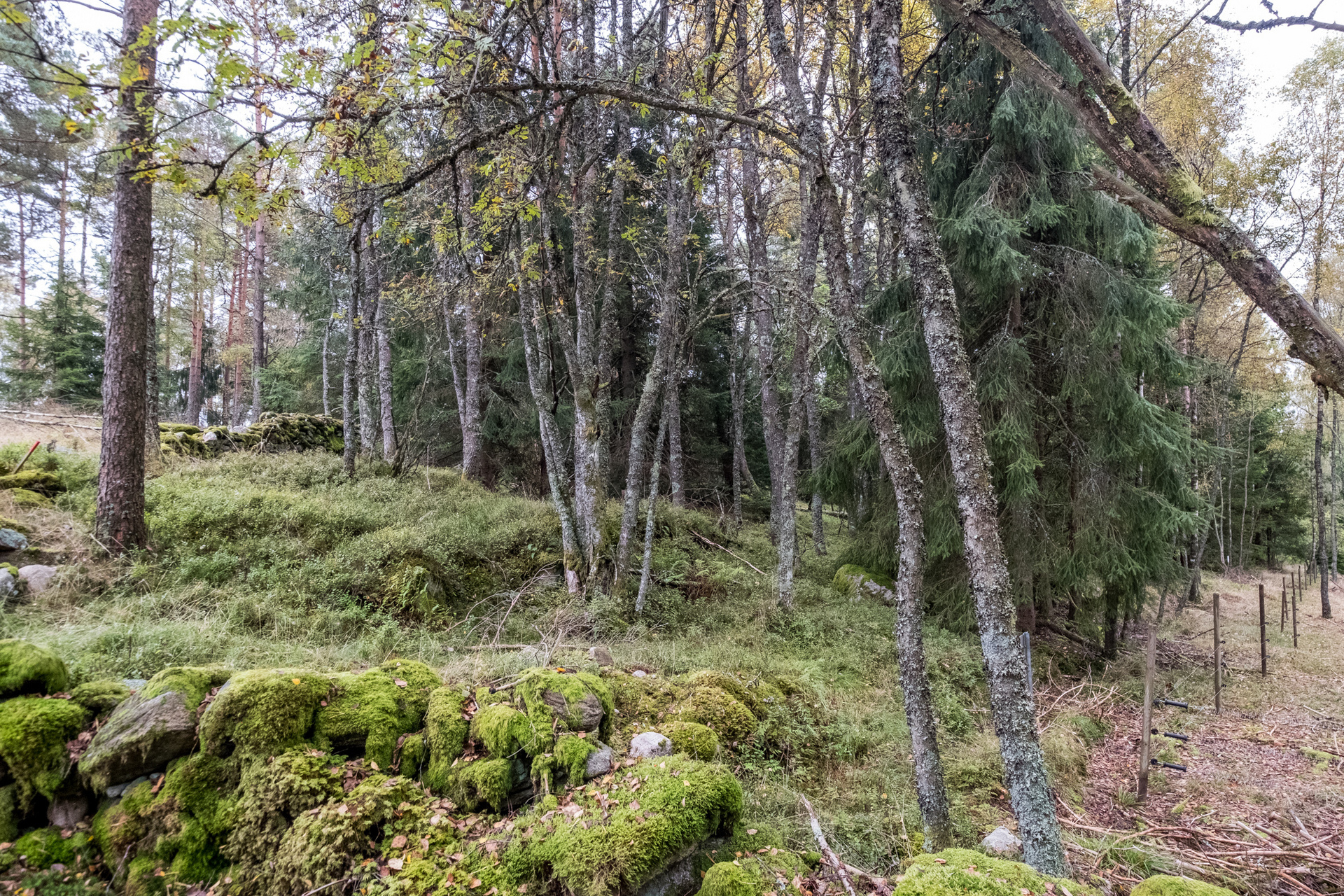 Ödenäs Olofsered 894 – bild 8