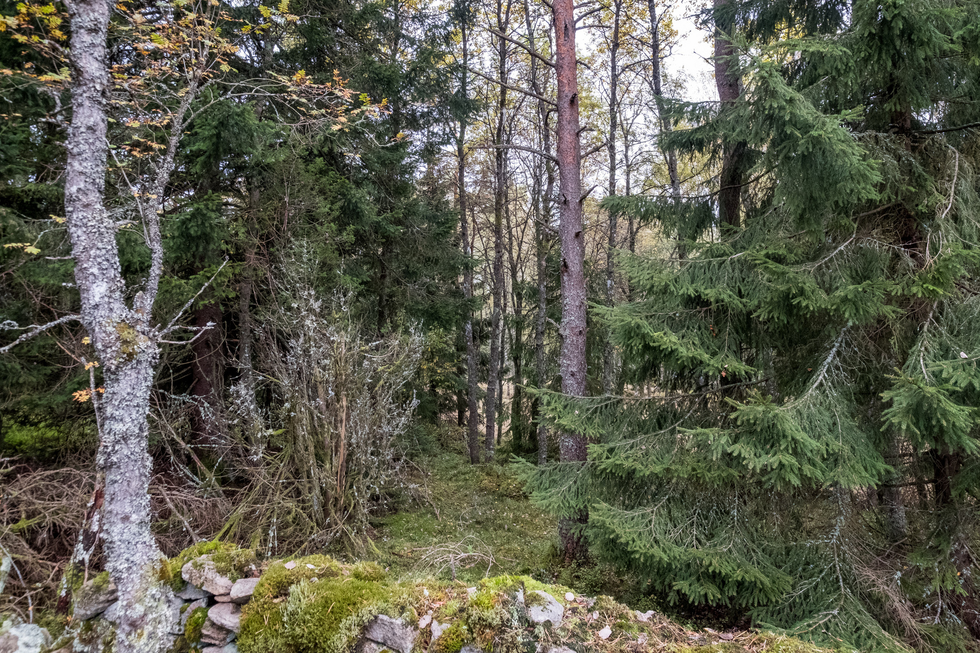 Ödenäs Olofsered 894 – bild 7