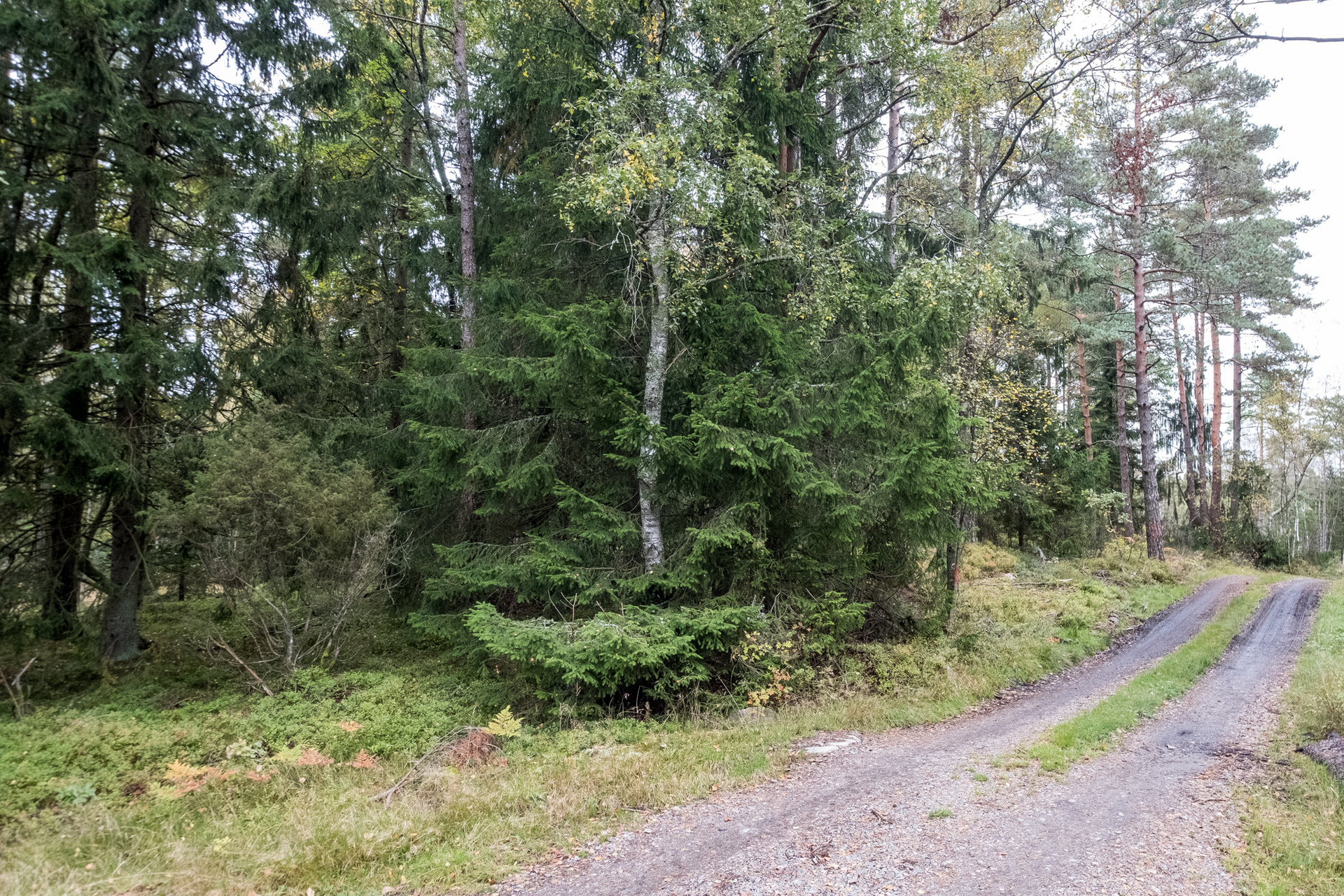 Ödenäs Olofsered 894 – bild 3