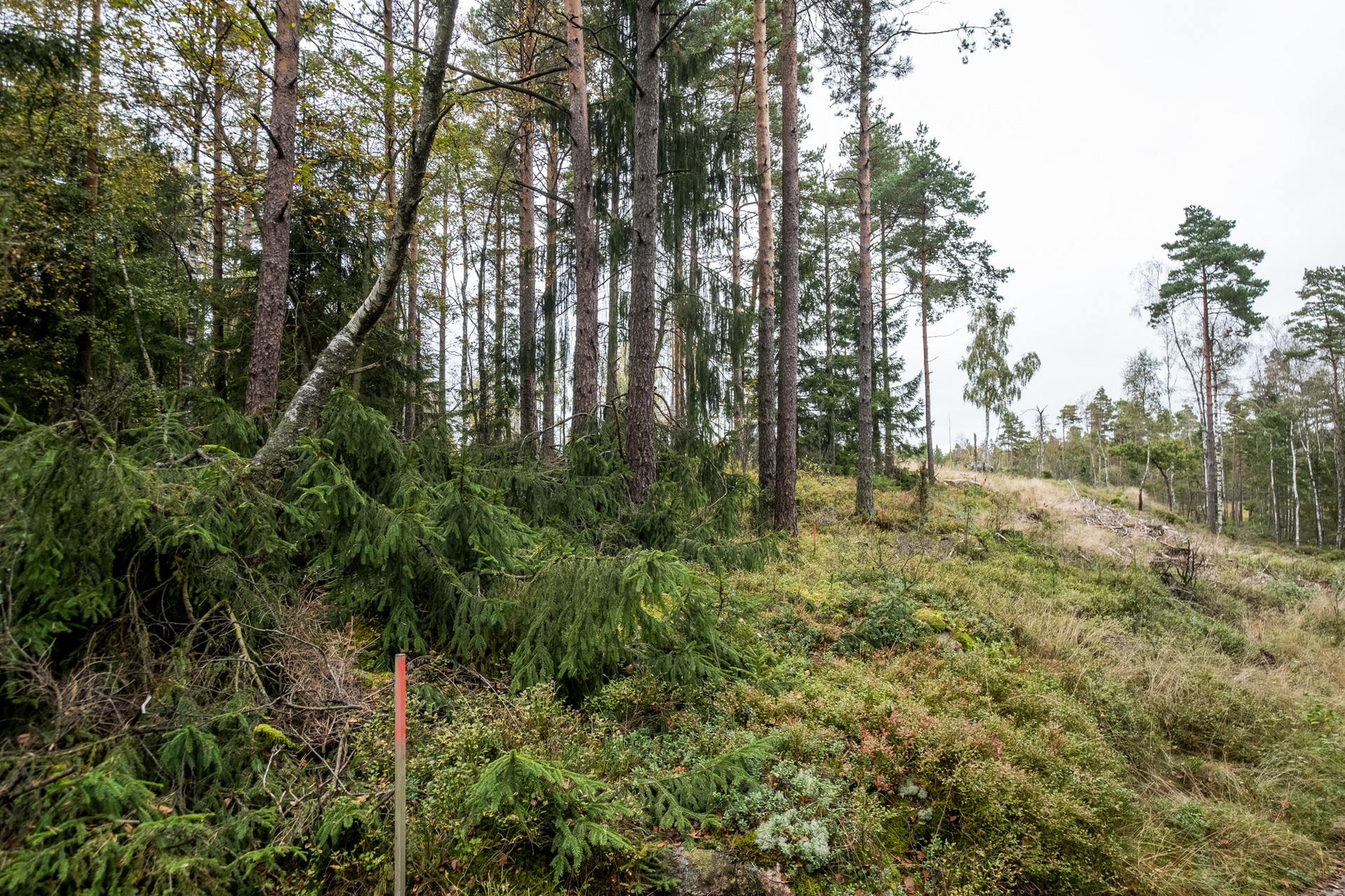 Ödenäs Olofsered 894 – bild 6