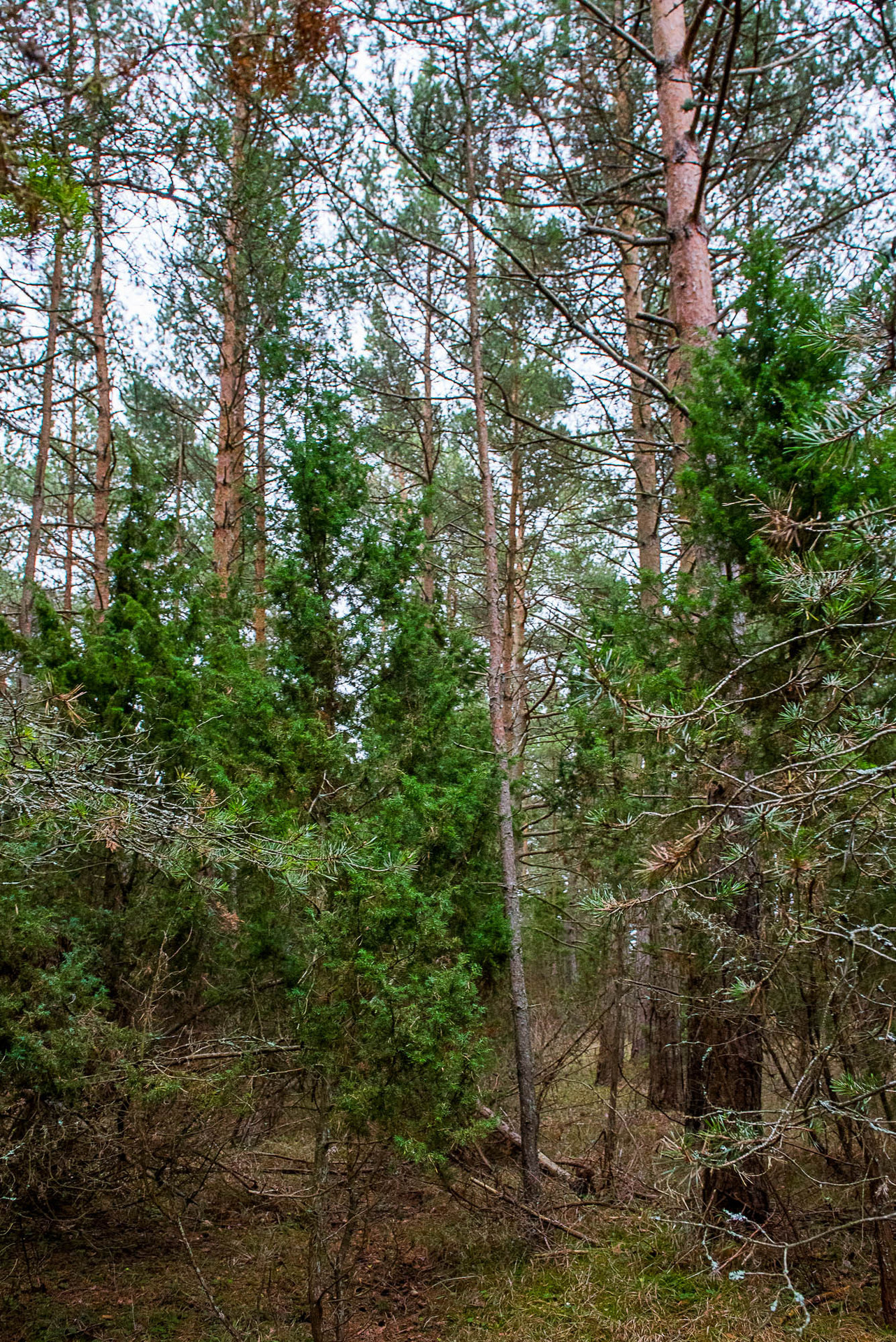 Fårö Friggars 2359 – bild 3