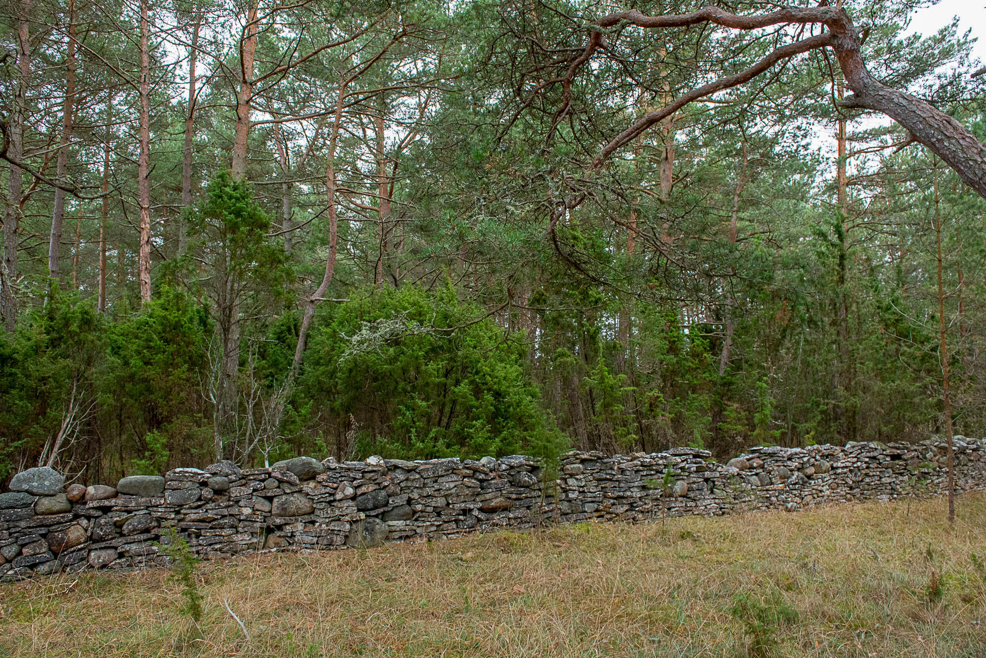 Fårö Friggars 2359 – bild 6