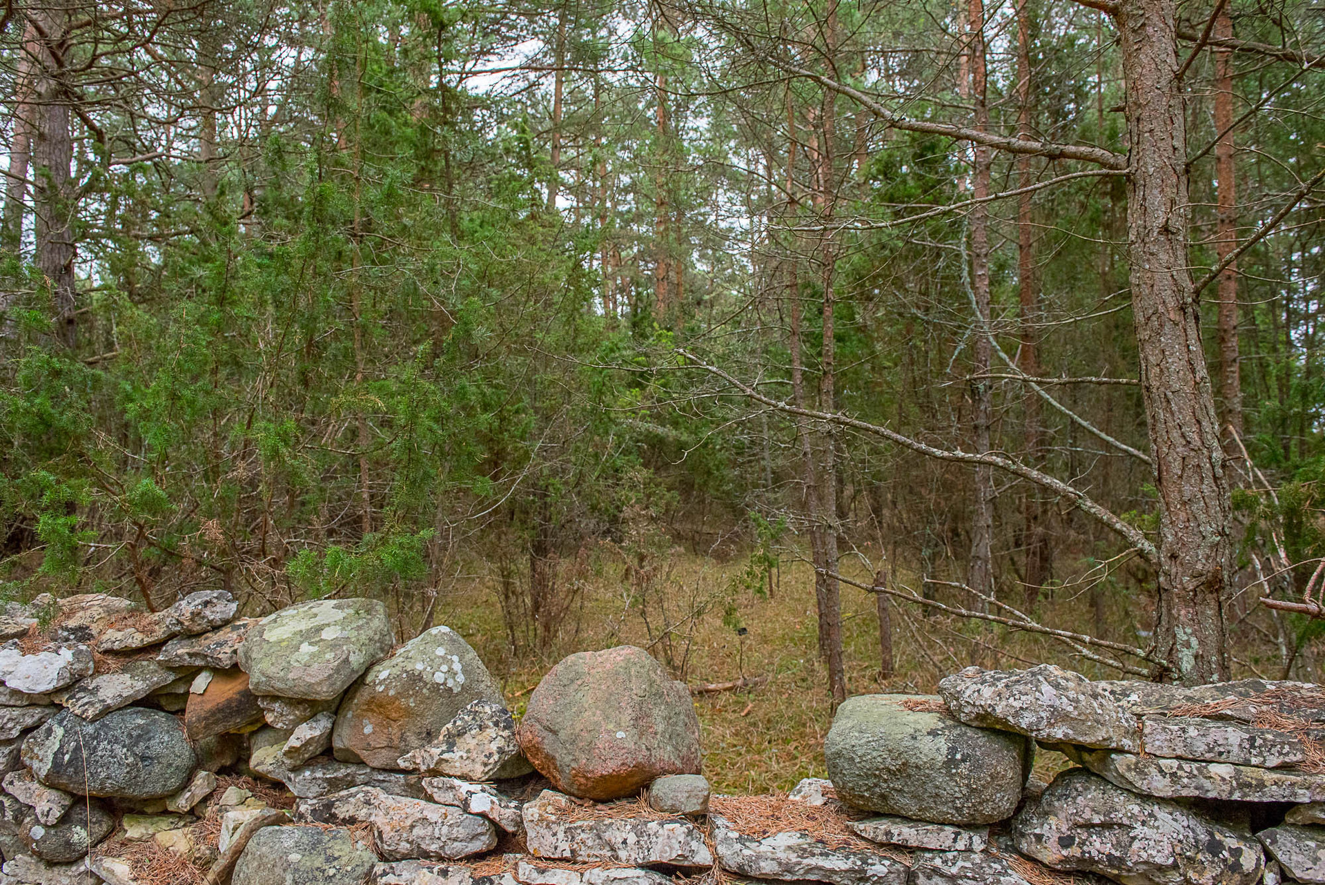Fårö Friggars 2359 – bild 4