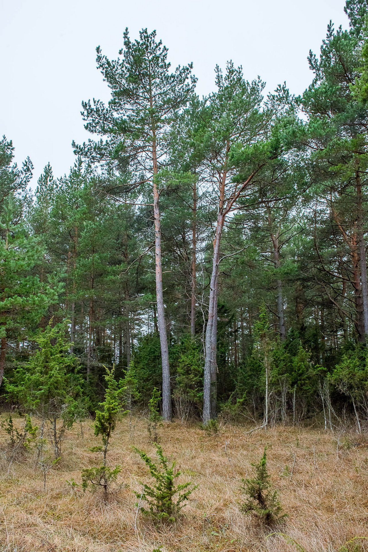 Fårö Friggars 2359 – bild 7