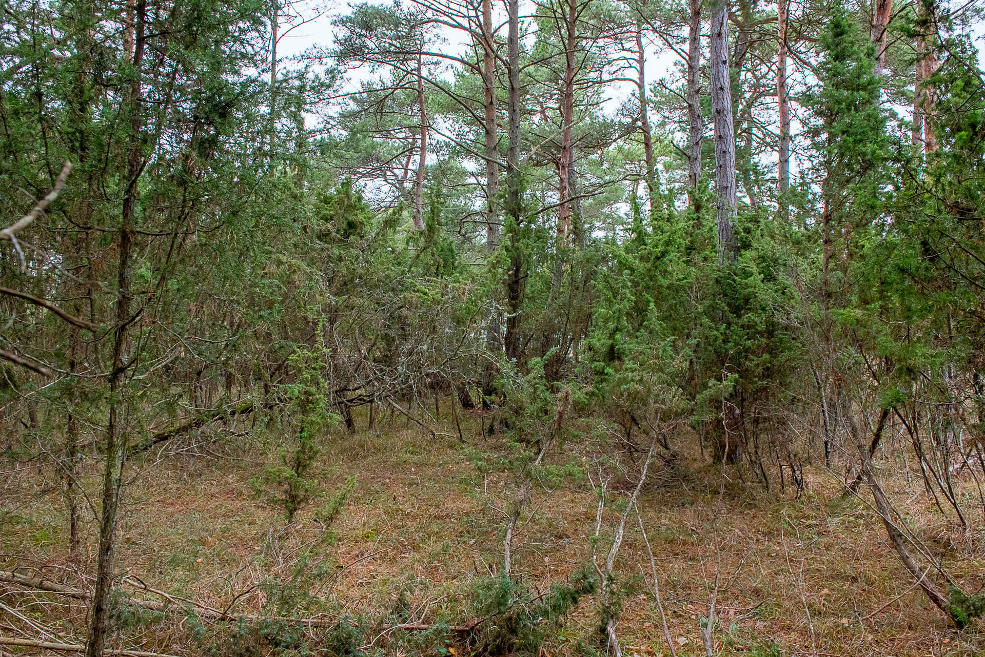 Fårö Friggars 2359 – bild 5