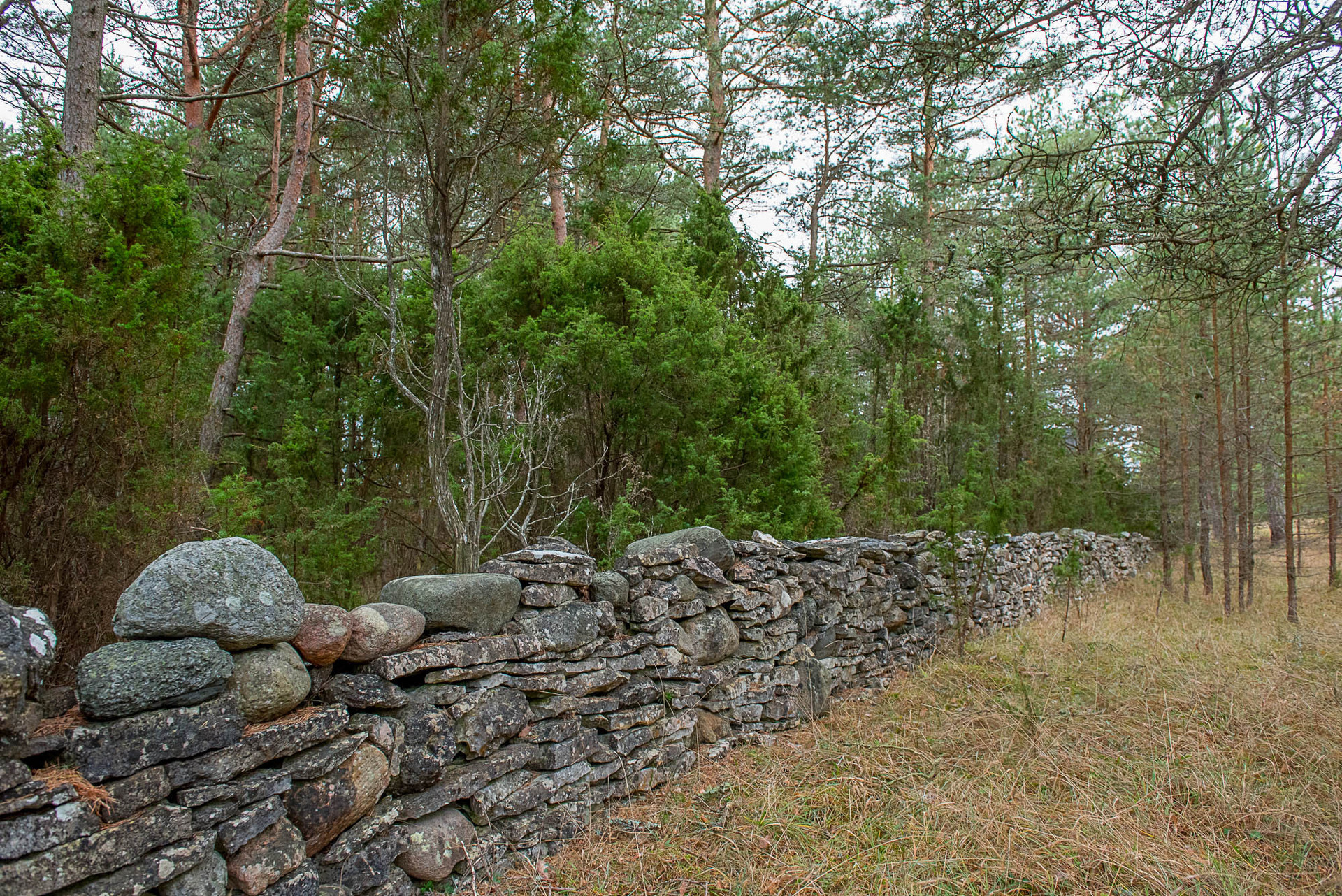 Fårö Friggars 2359 – bild 8