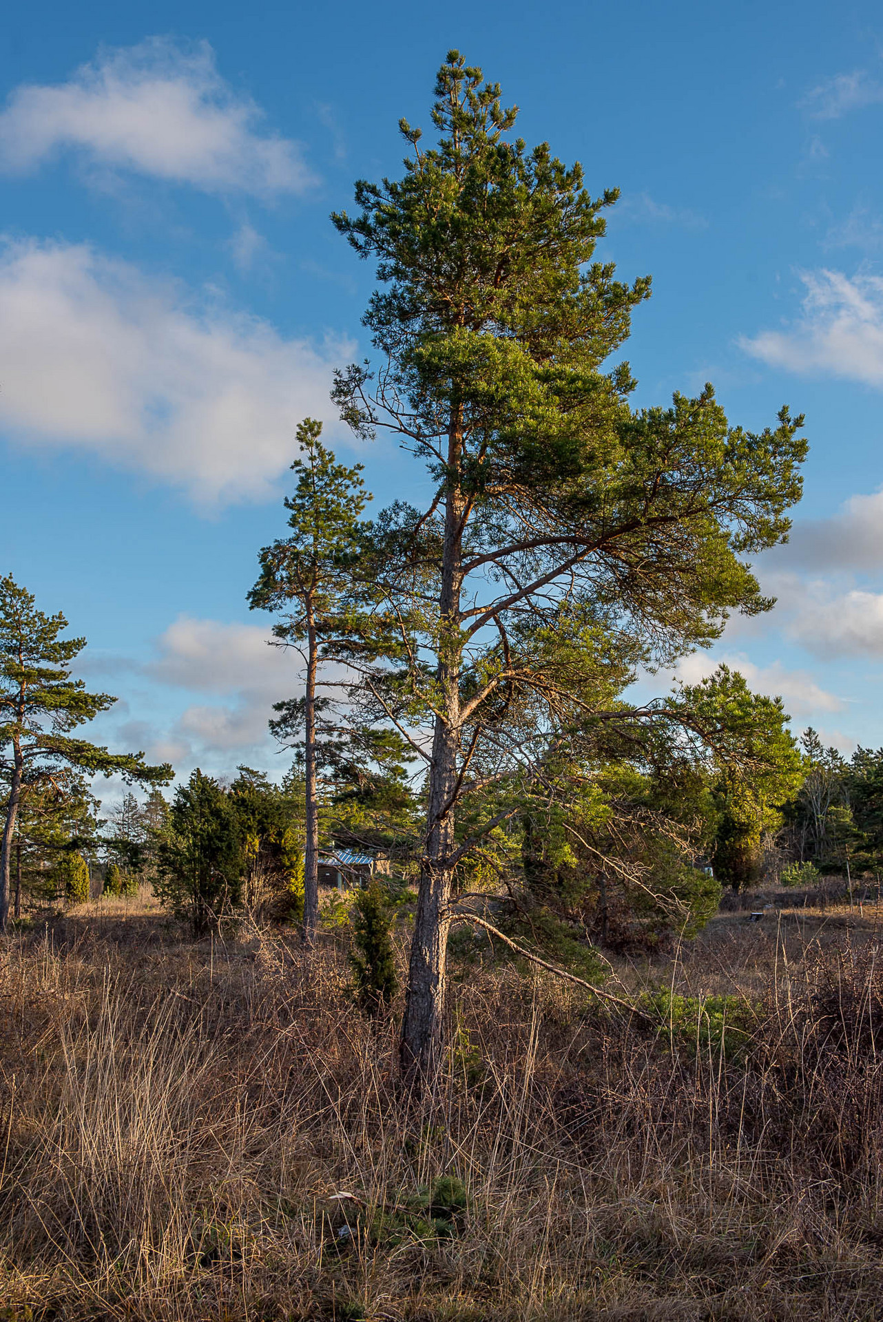 Bunge Sandviksvägen 47 – bild 3