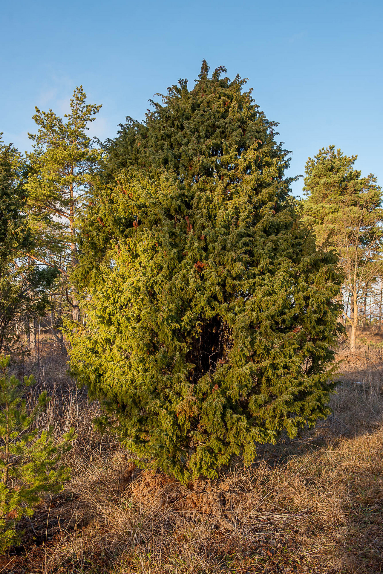 Bunge Sandviksvägen 47 – bild 4