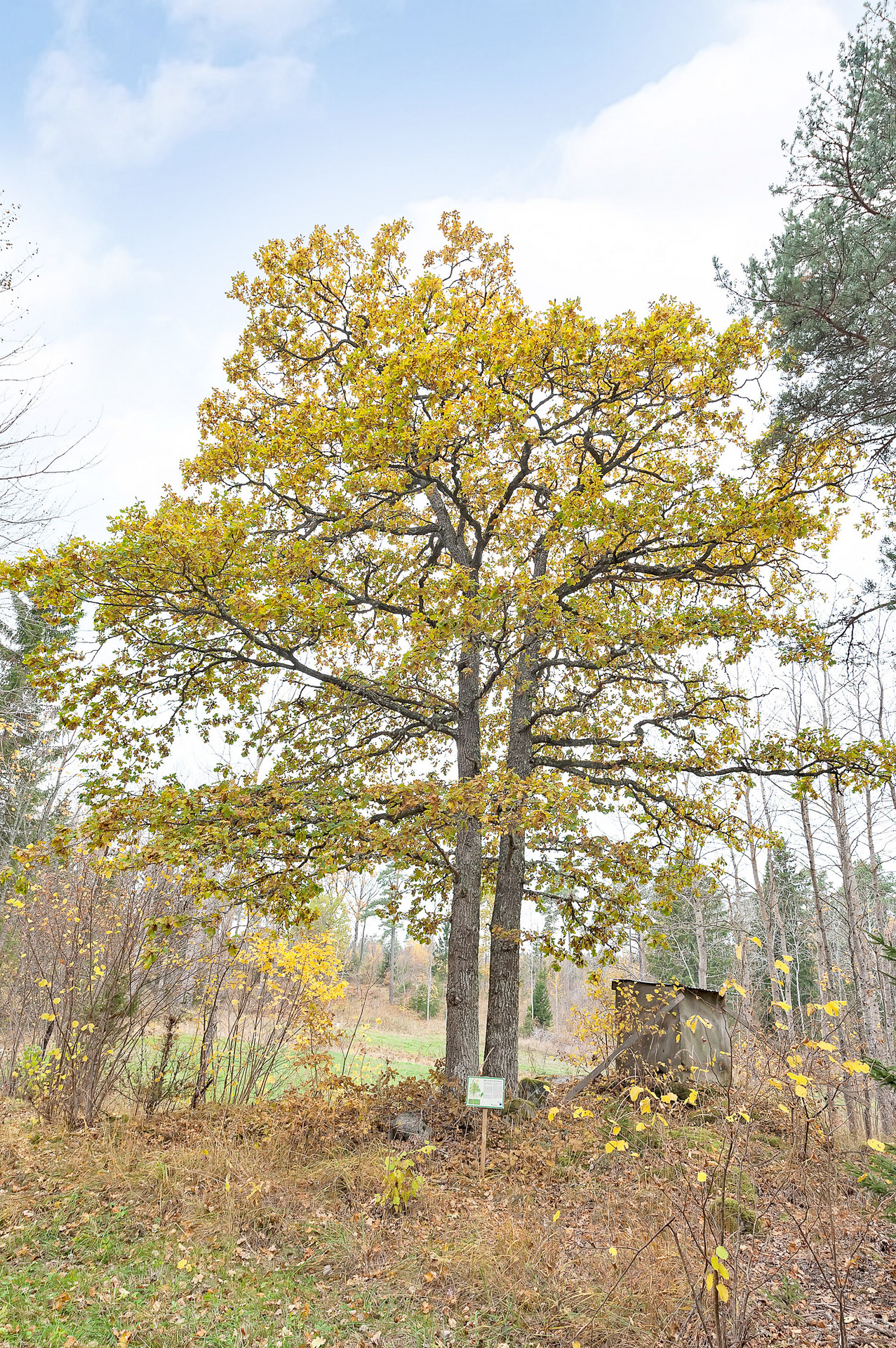 Ortala 3:43 – bild 5