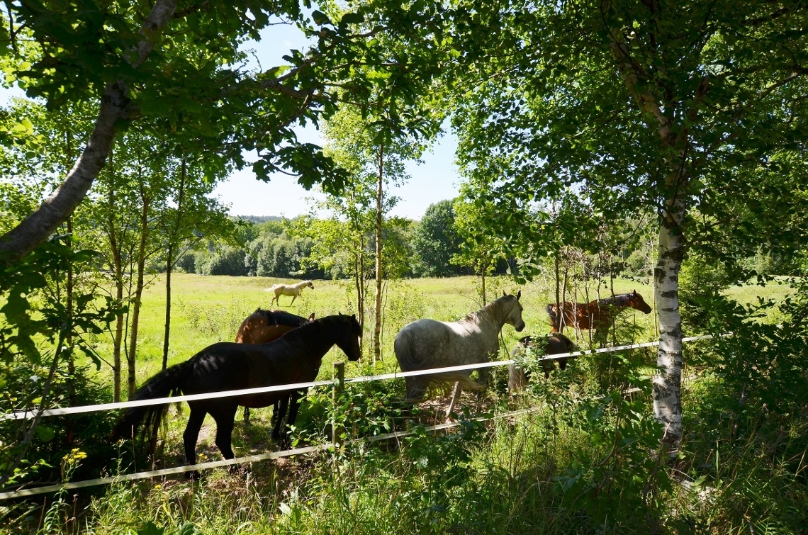 Relsbo Gård Tomt Nr 2 280 – bild 7