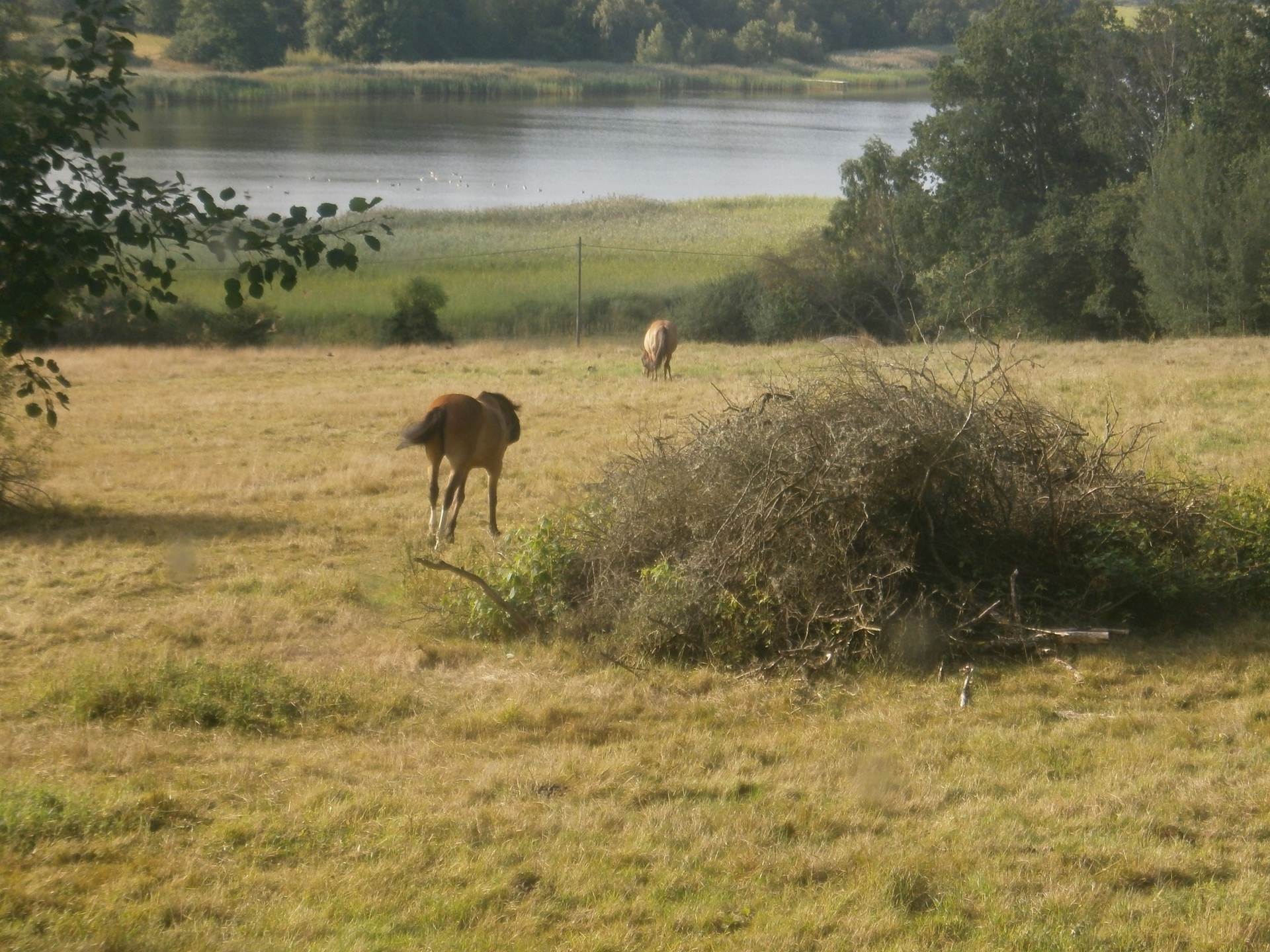 Viken 8 – bild 8
