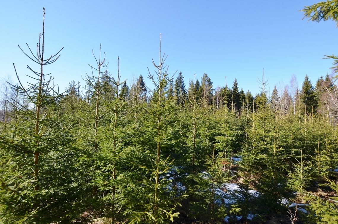 Bostad – bild 6