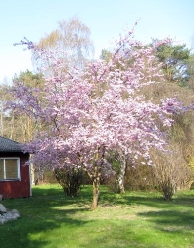 Barsebäcksvägen 99 – bild 7