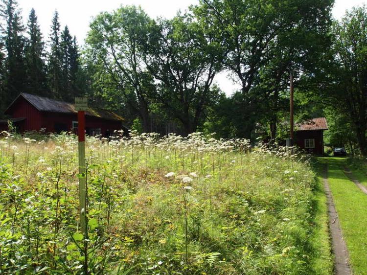 Bäcketorp Alkvettern – bild 5