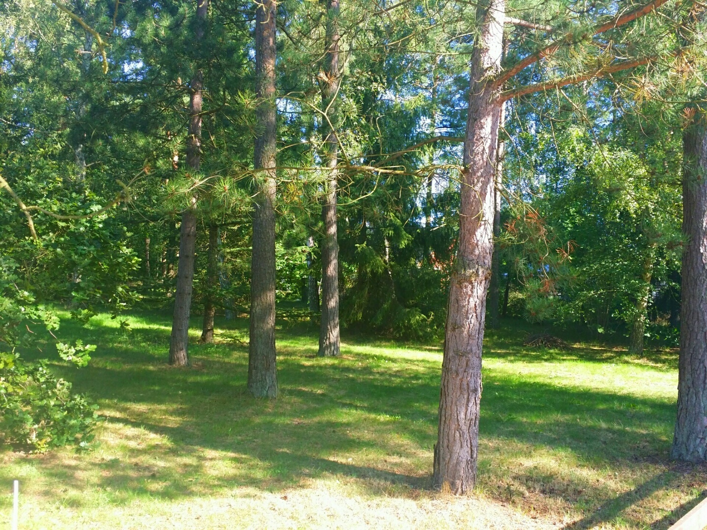 Lupinvägen – bild 8