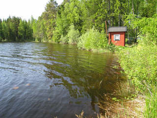Sågmyra – bild 6