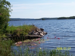 Sågmyra – bild 7